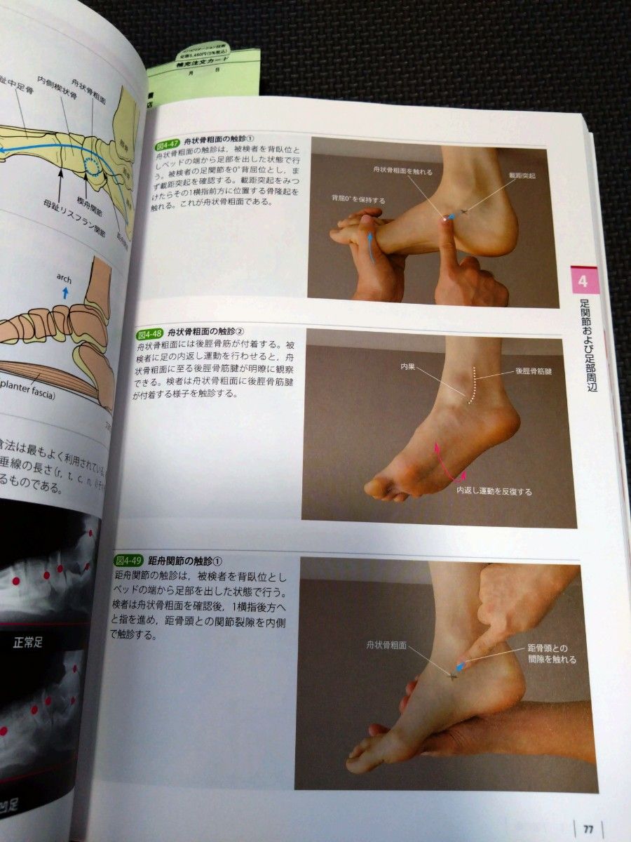機能解剖学的触診技術下肢体幹　理学療法士　作業療法士国家試験実習必見