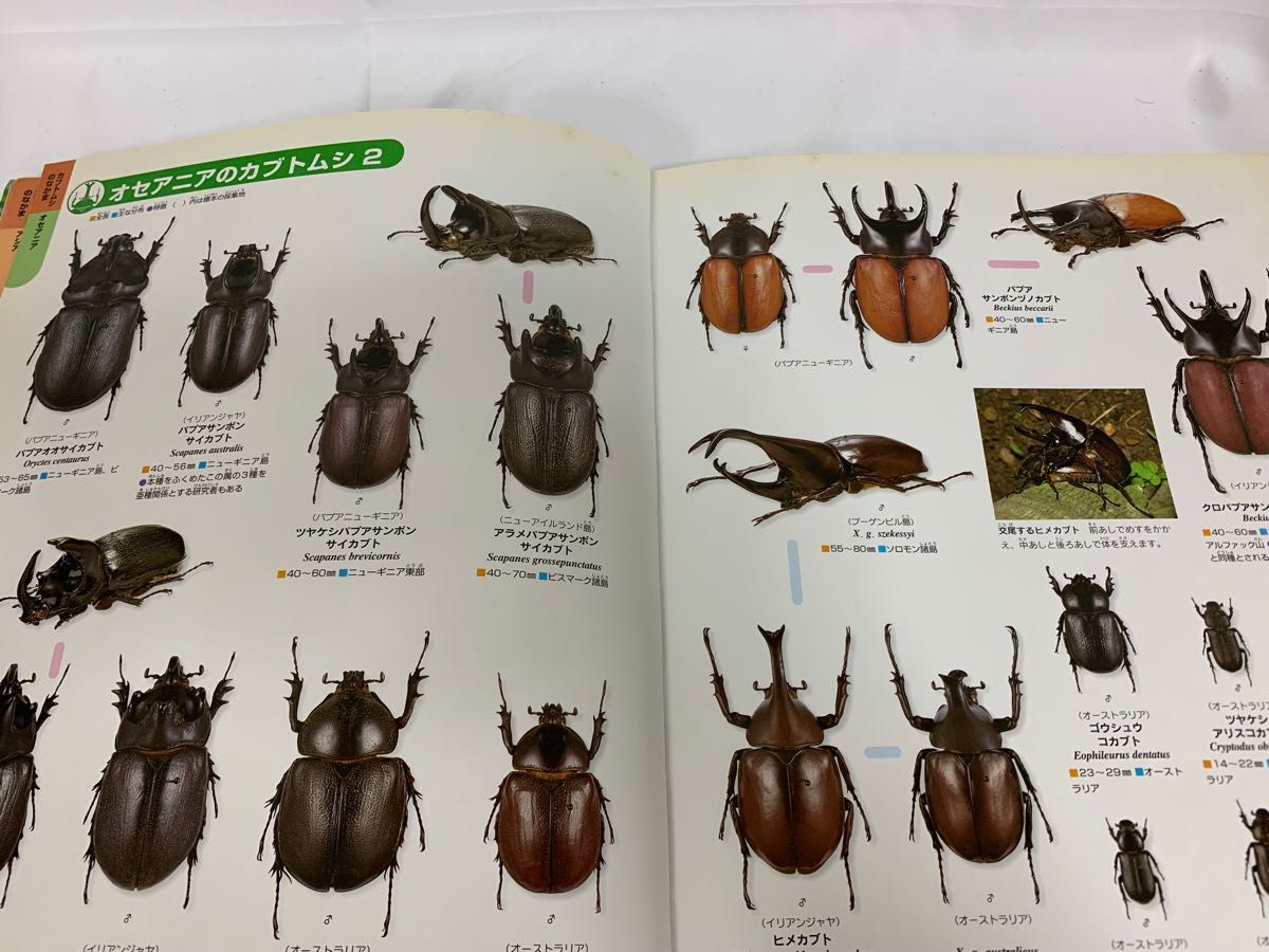 学研の図鑑冊セット 小学館の図鑑 ニューワイド 調べ学習 図鑑