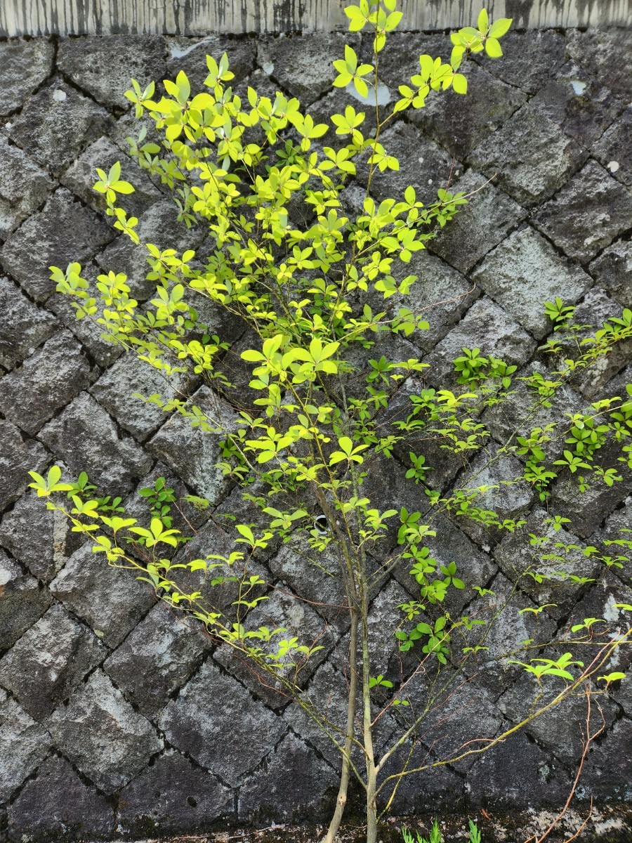 クロモジ　苗木　庭木　観葉植物　雑木香木　アロマ_画像5