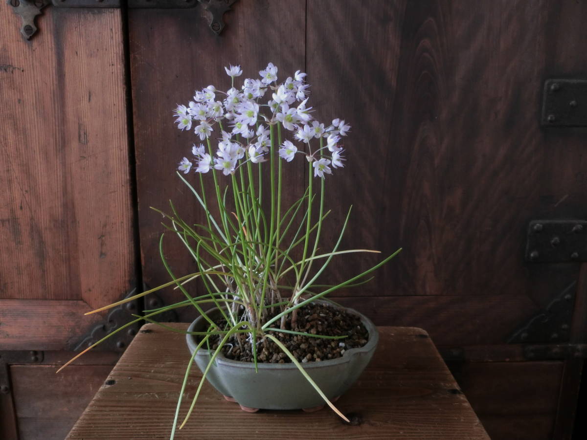 ◇小品盆栽 山野草 こしき島のイトラッキョウと斑入りのセキショウ（石菖） 褄紅紫の花の画像4