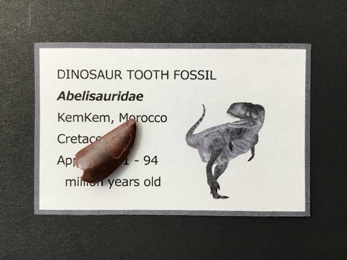  dinosaur tooth fossil abe Lisa urus[DS372] dinosaur. tooth dinosaur. fossil .