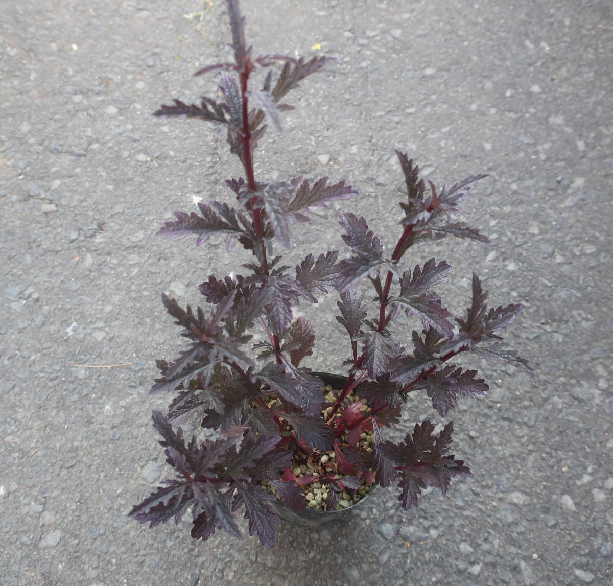 ∮ 来年用 銅葉 宿根バーベナ バンプトン カラス葉　強健種　耐寒 宿根 カラーリーフ 草花 地植え 宿根草 庭植え 地植え ガーデニング_開花時