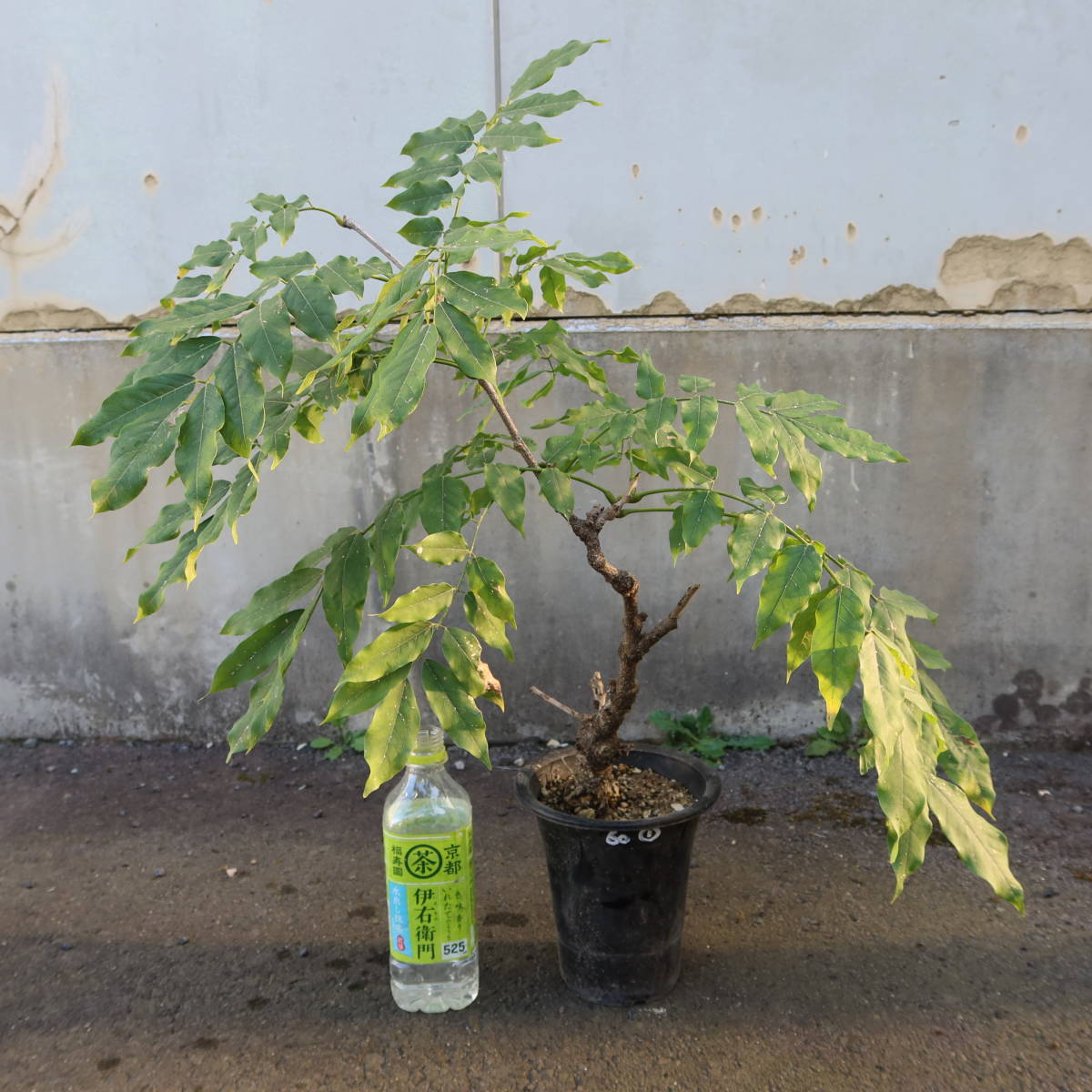 ∮ 来年用 一才フジ 藤 現品① 香り ふじ フジ 花藤 一才藤 花木 耐寒 庭植え 地植え 鉢植え ガーデニング_お届けする苗