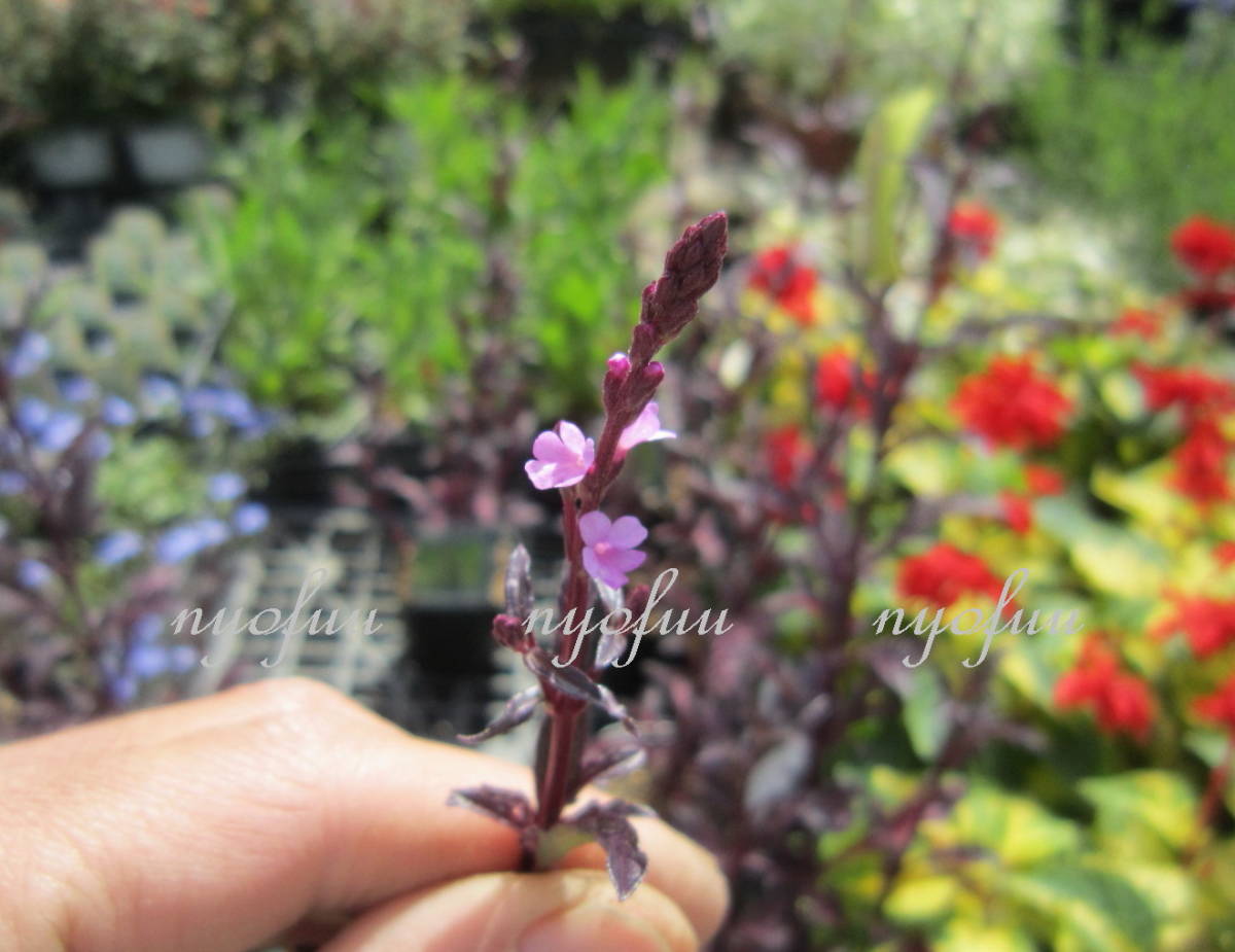 ∮ 来年用 銅葉 宿根バーベナ バンプトン カラス葉　強健種　耐寒 宿根 カラーリーフ 草花 地植え 宿根草 庭植え 地植え ガーデニング_開花時