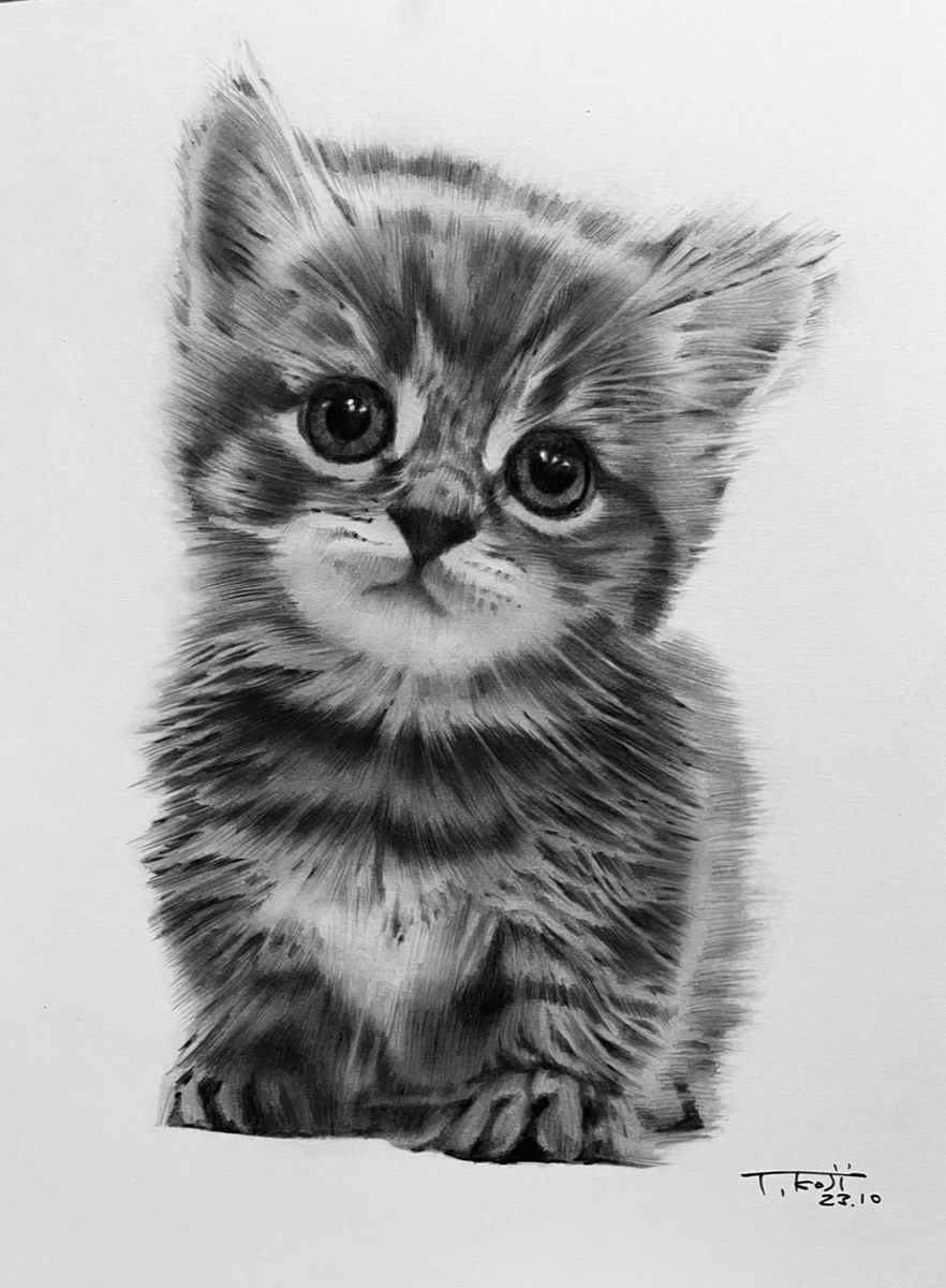 スプリング モコ猫様専用です☆色鉛筆画A4サイズ「猫ちゃん達」３枚