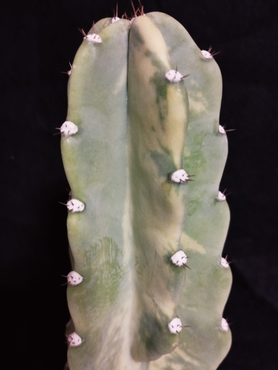 鬼面角錦 Cereus repandus variegata　サボテン　錦　斑入り　多肉植物　植物　柱サボテン　団扇サボテン　ウチワサボテン　ドライガーデン_画像9