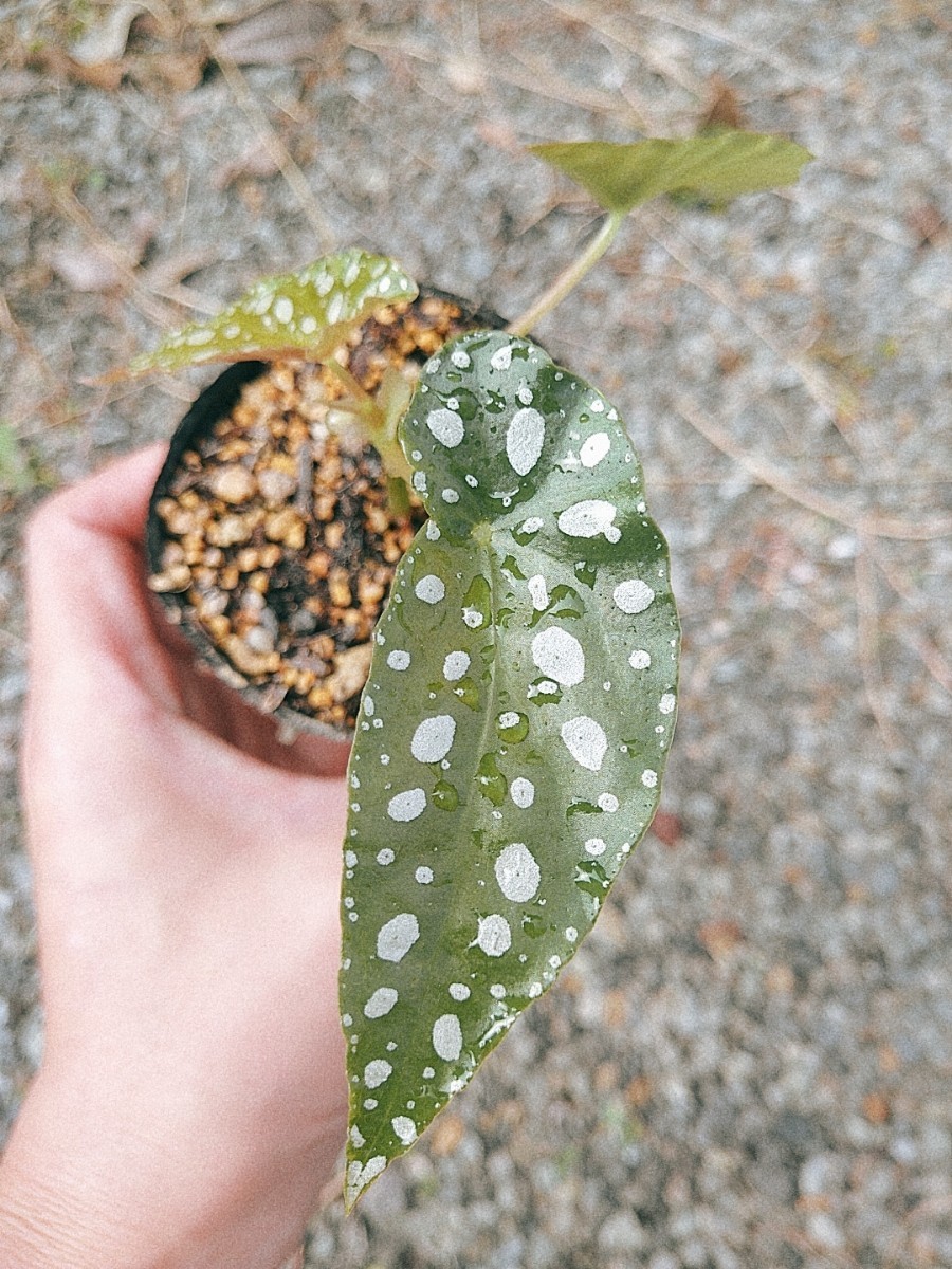 Begonia maculata　ベゴニア　マクラータ　木立性　観葉植物　熱帯植物_画像5