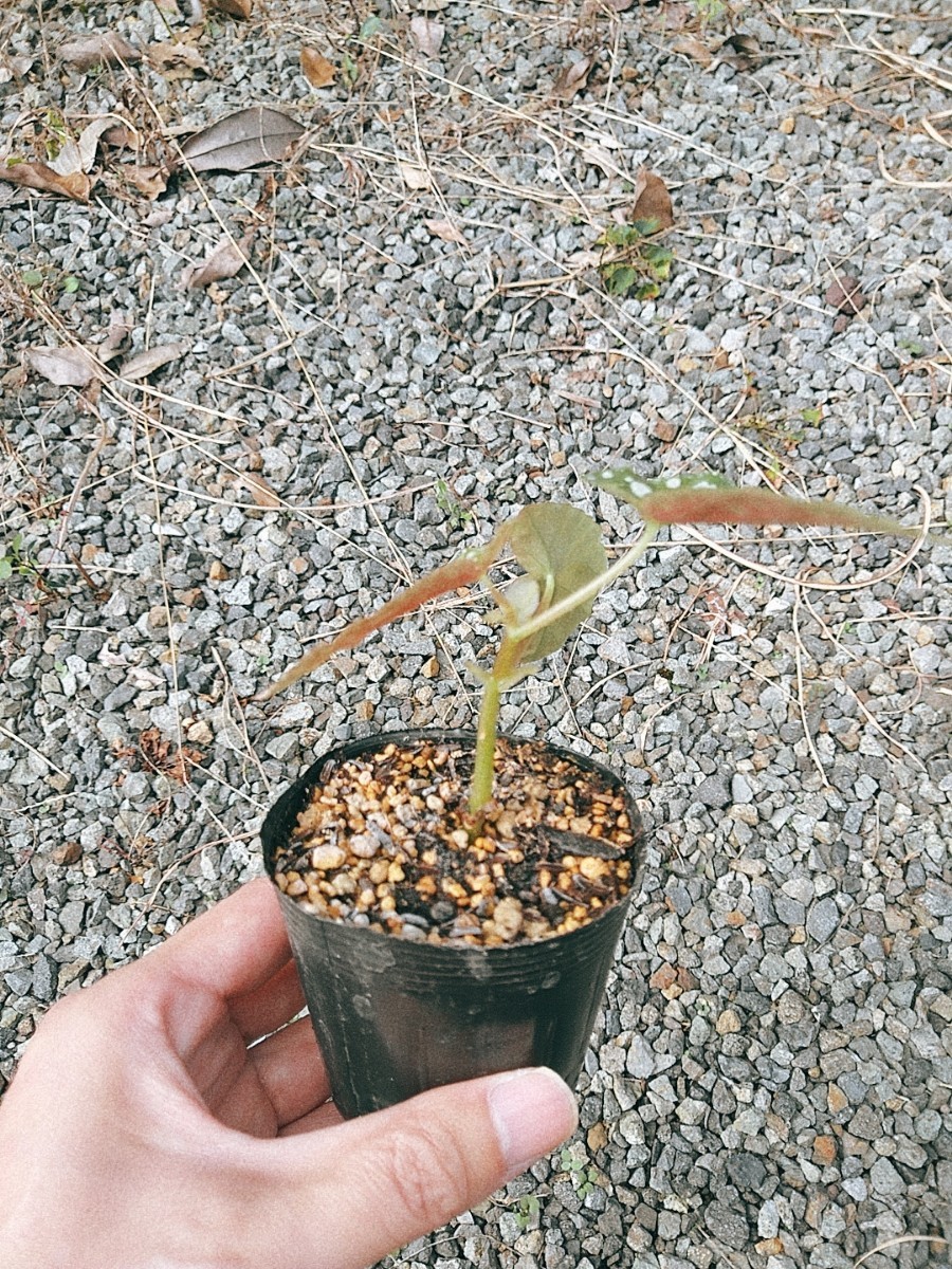 Begonia maculata　ベゴニア　マクラータ　木立性　観葉植物　熱帯植物_画像4