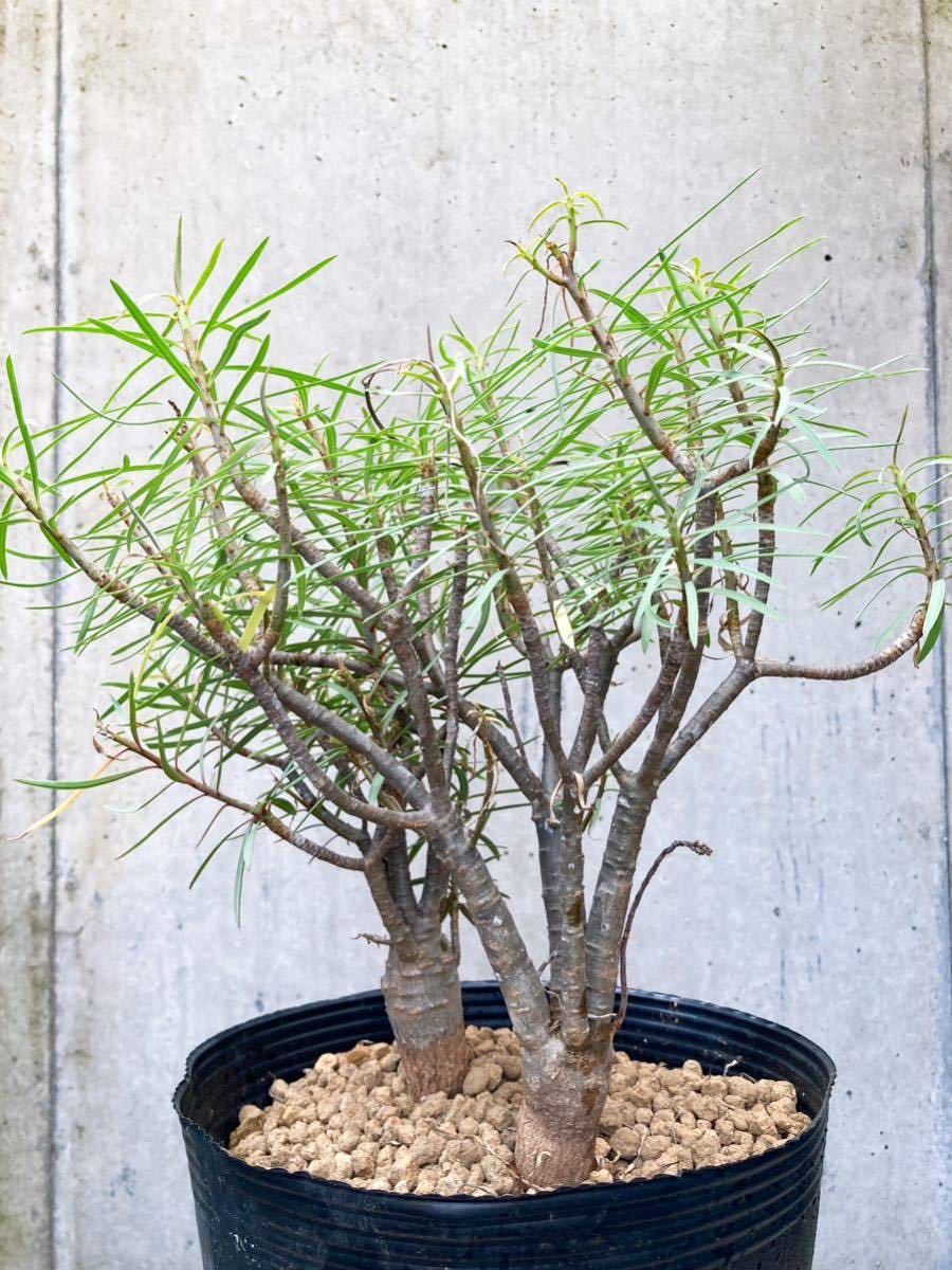 Euphorbia balsamifera E356【良型・2本】 ユーフォルビア バルサミフェラ_画像6