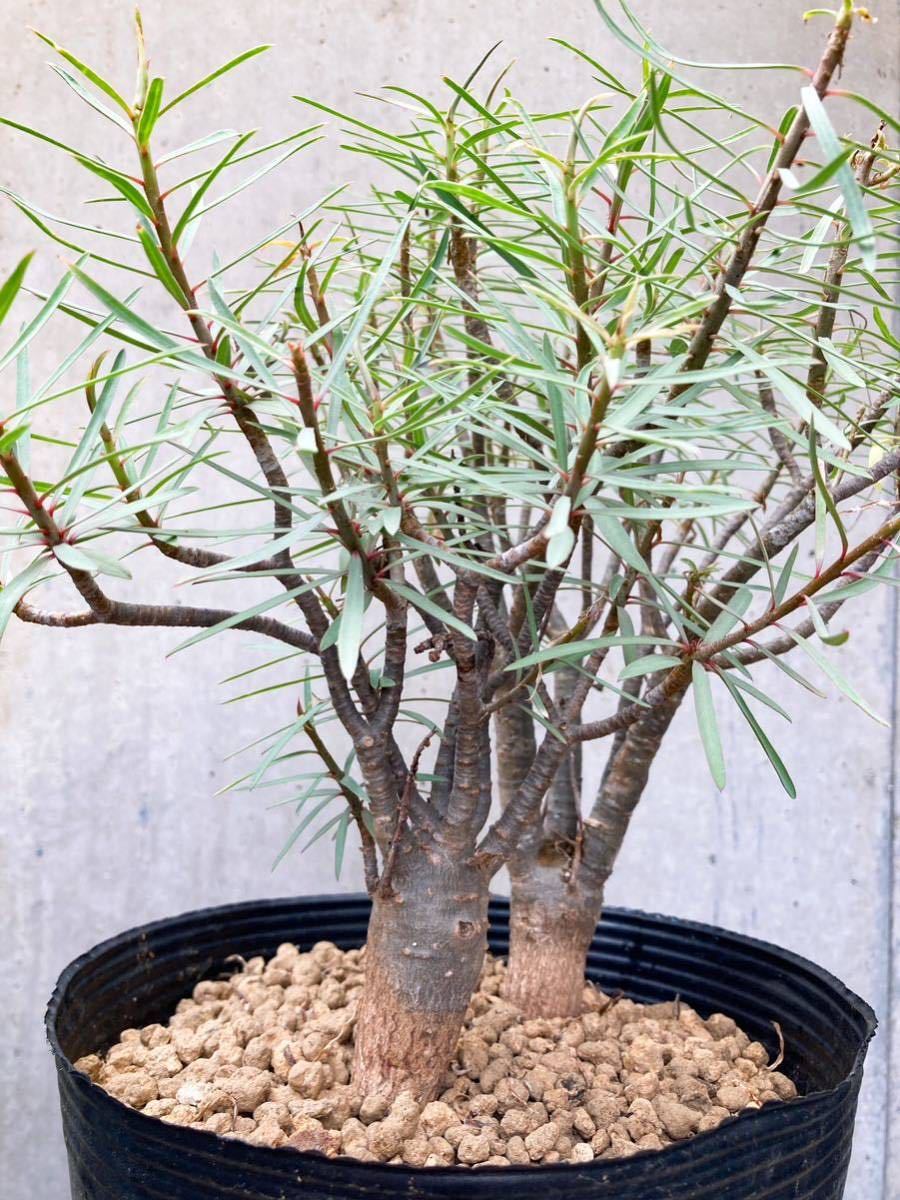 Euphorbia balsamifera E356【良型・2本】 ユーフォルビア バルサミフェラ_画像3