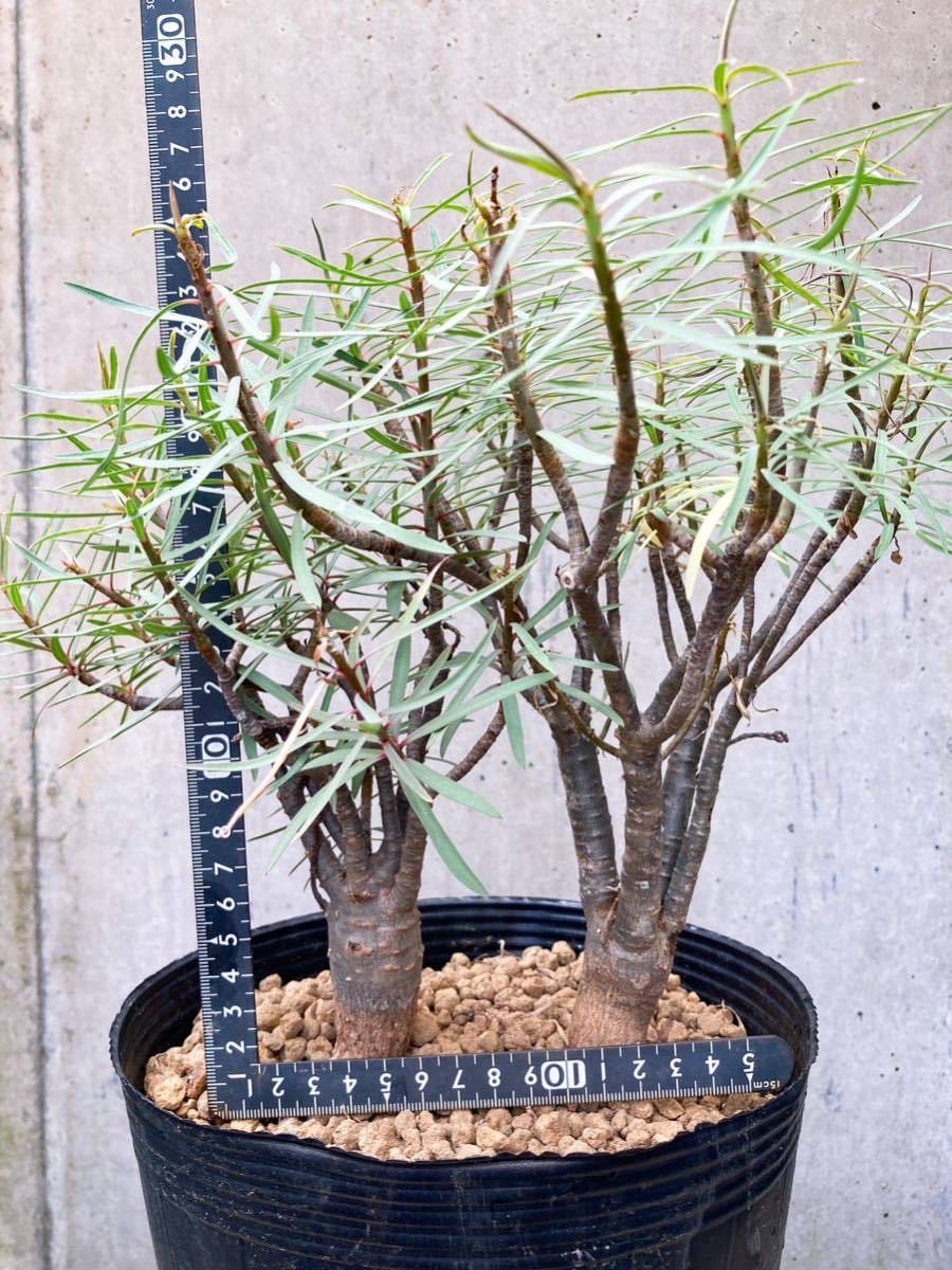 Euphorbia balsamifera E356【良型・2本】 ユーフォルビア バルサミフェラ_画像7