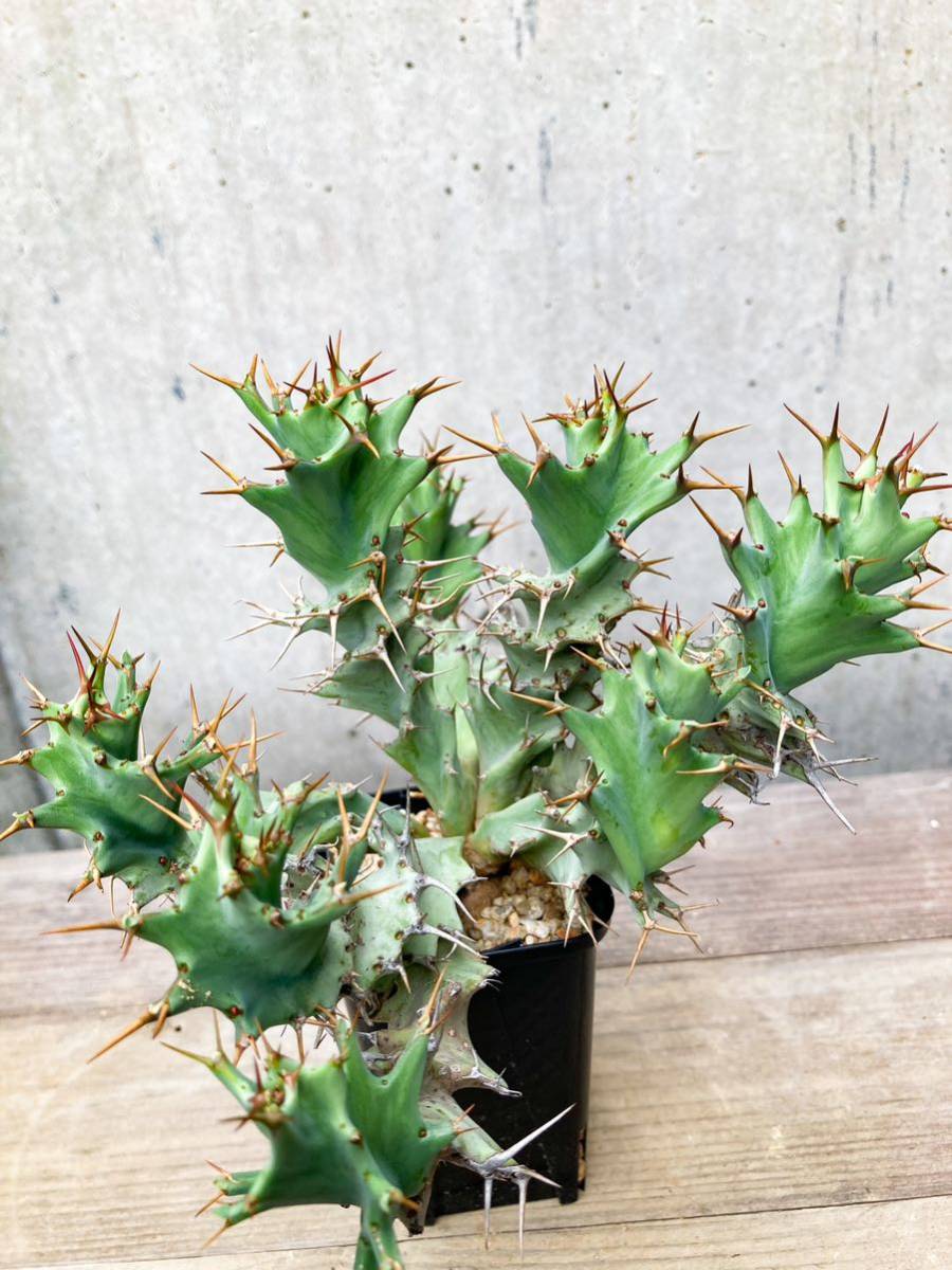 Euphorbia tortirama E371【良型・大株】 ユーフォルビア トルチラマ_画像1
