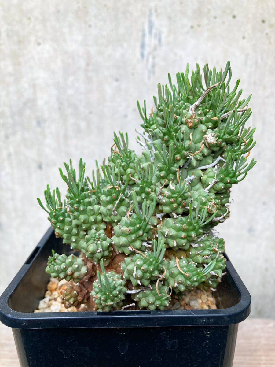 Euphorbia multiceps E373【大株・良形】ユーフォルビア ムルチセプス 多頭キリン GM437_画像2