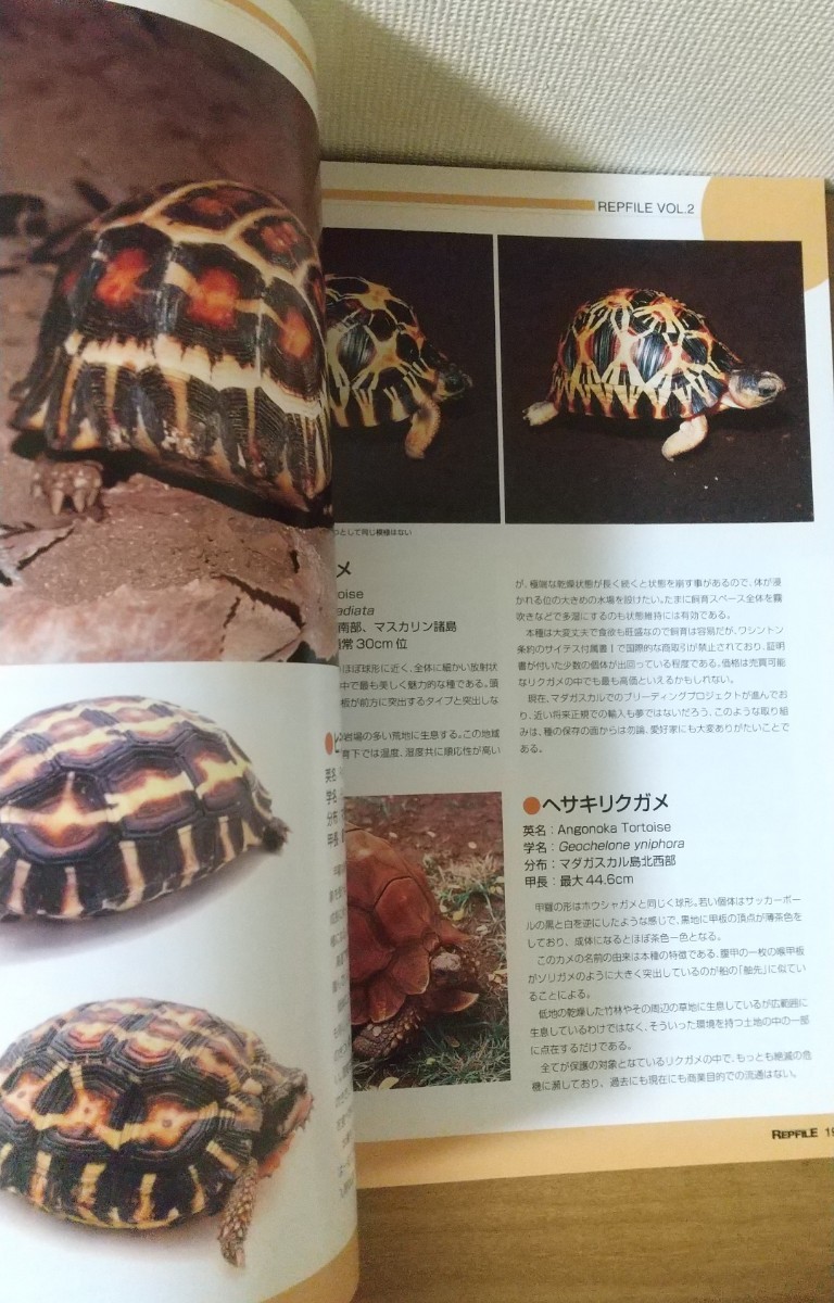 レプファイル REPFILE vol.02 リクガメ 爬虫/両生類 情報誌 ペット_画像4