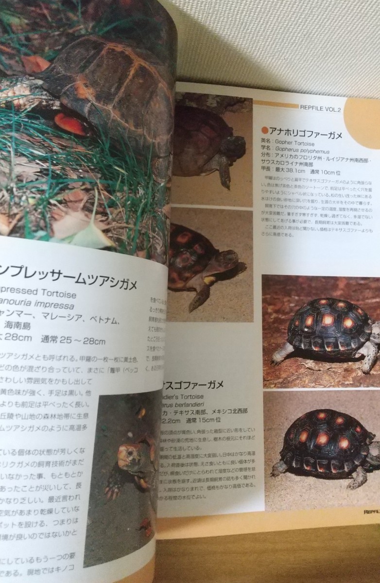 レプファイル REPFILE vol.02 リクガメ 爬虫/両生類 情報誌 ペット_画像5