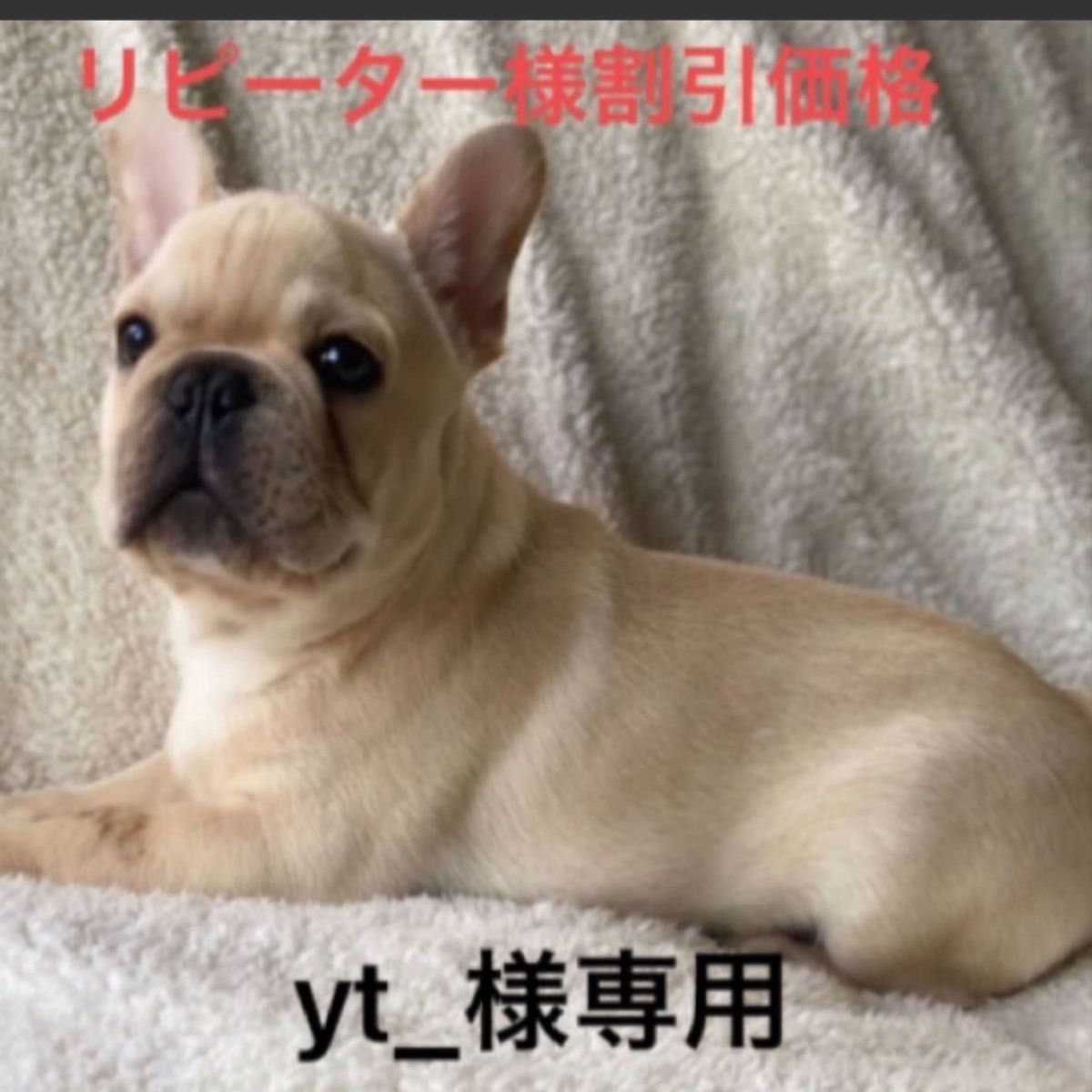 yt_様専用 ロイヤルカナンフレンチブルドッグ 成犬用9kg×3個｜PayPayフリマ