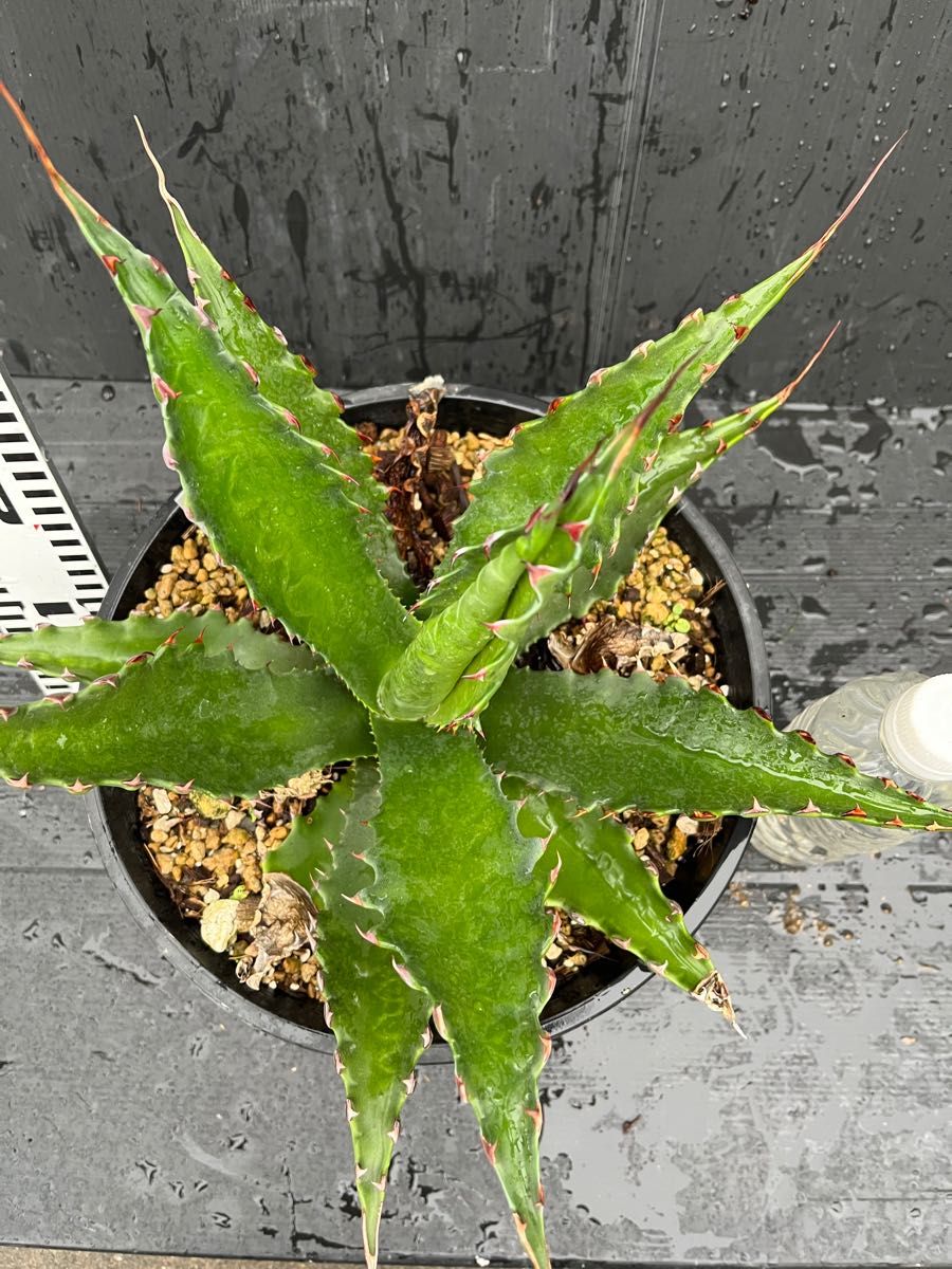 アガベ ジェントリー ジョーズ 大株 鉢植え