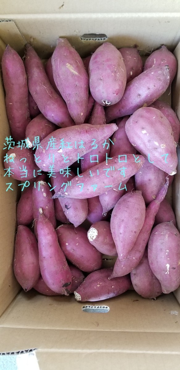 新物正規品Sサイズ100㌔R5年紅はるか土付茨城県減農薬栽培農家直送_画像6