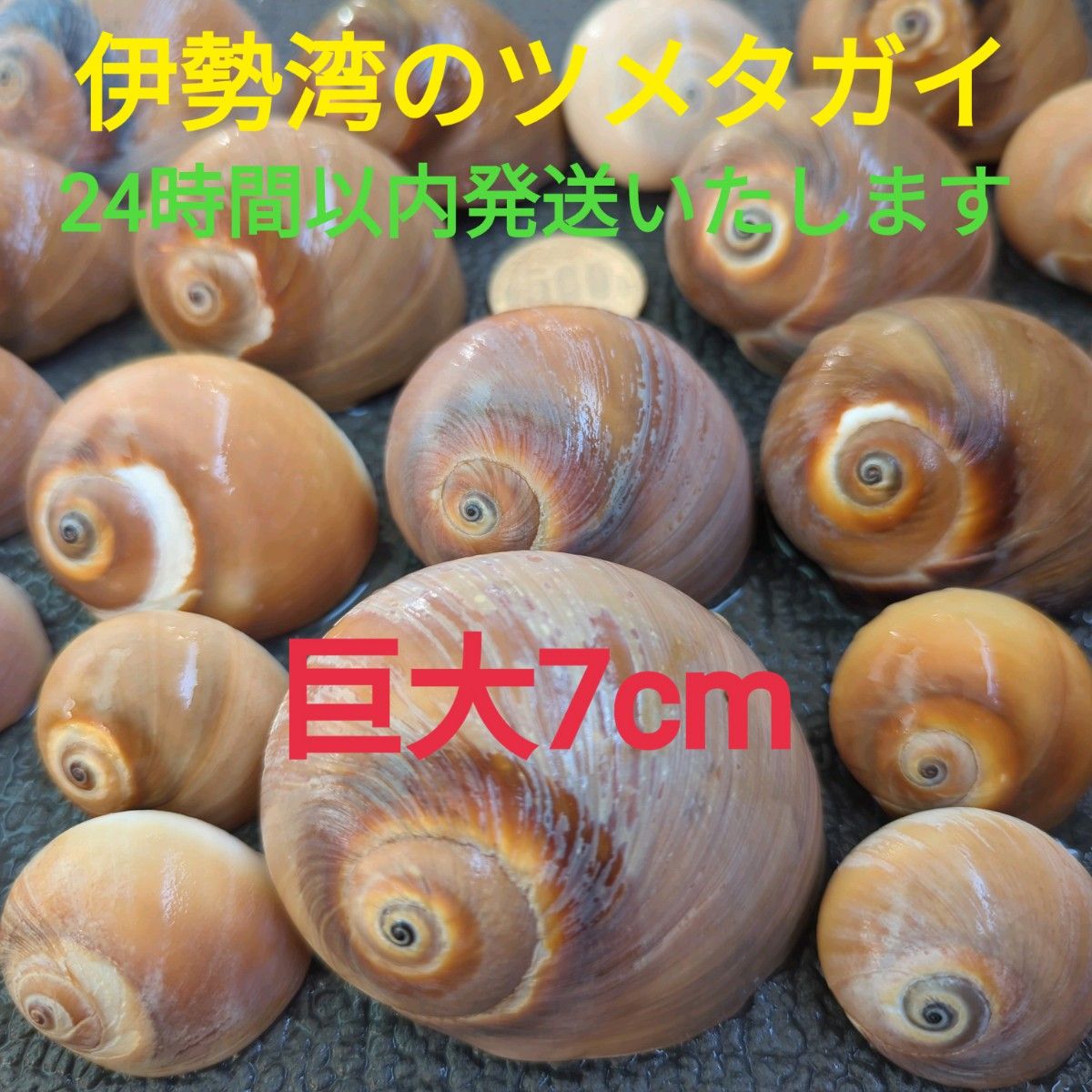 伊勢湾のツメタガイ22個 ツメタ貝 巻き貝 ヤドカリさん|Yahoo 伊勢湾のツメタガイ22個 ツメタ貝 巻き貝 ヤドカリさん|Yahoo