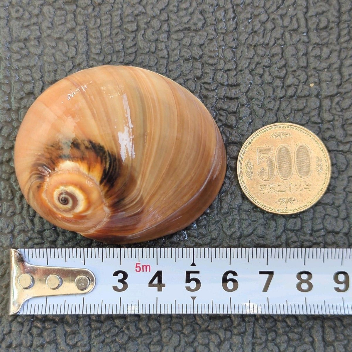 伊勢湾のツメタガイ22個 ツメタ貝 巻き貝 ヤドカリさん|Yahoo 伊勢湾のツメタガイ22個 ツメタ貝 巻き貝 ヤドカリさん|Yahoo