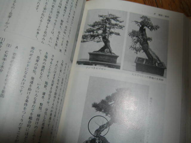 日本盆栽講座 第２巻　基本技術編_画像8