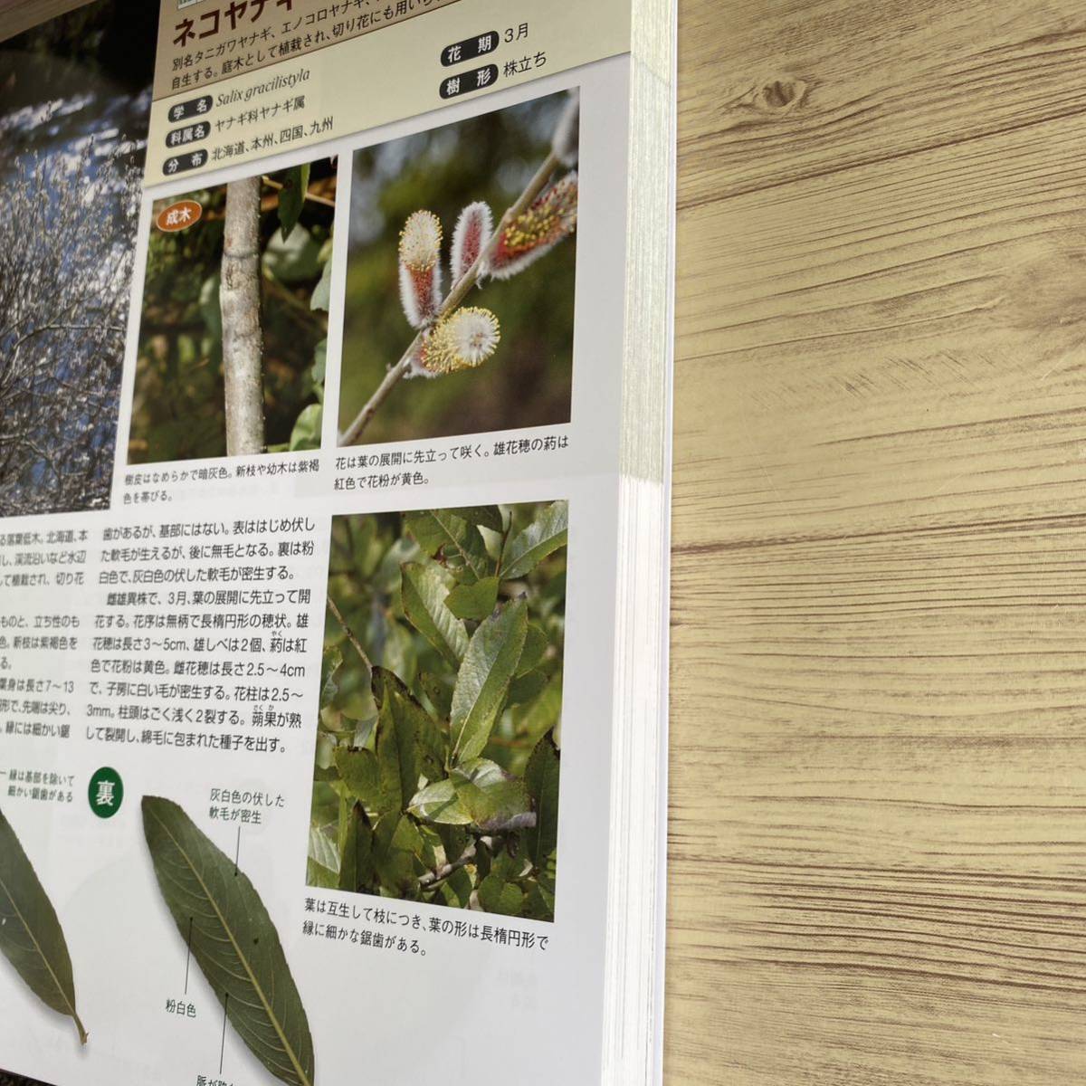 樹皮・葉でわかる樹木図鑑 野山や身近に見られる255種 菱山忠 樹皮・葉でわかる樹木図鑑 野山や身近に見られる255種 菱山忠