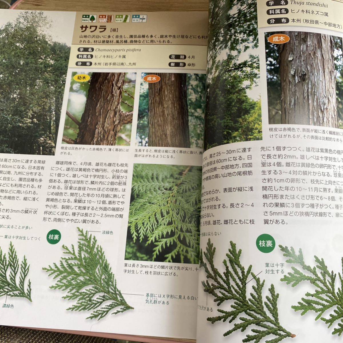 樹皮・葉でわかる樹木図鑑 野山や身近に見られる255種 菱山忠 樹皮・葉でわかる樹木図鑑 野山や身近に見られる255種 菱山忠
