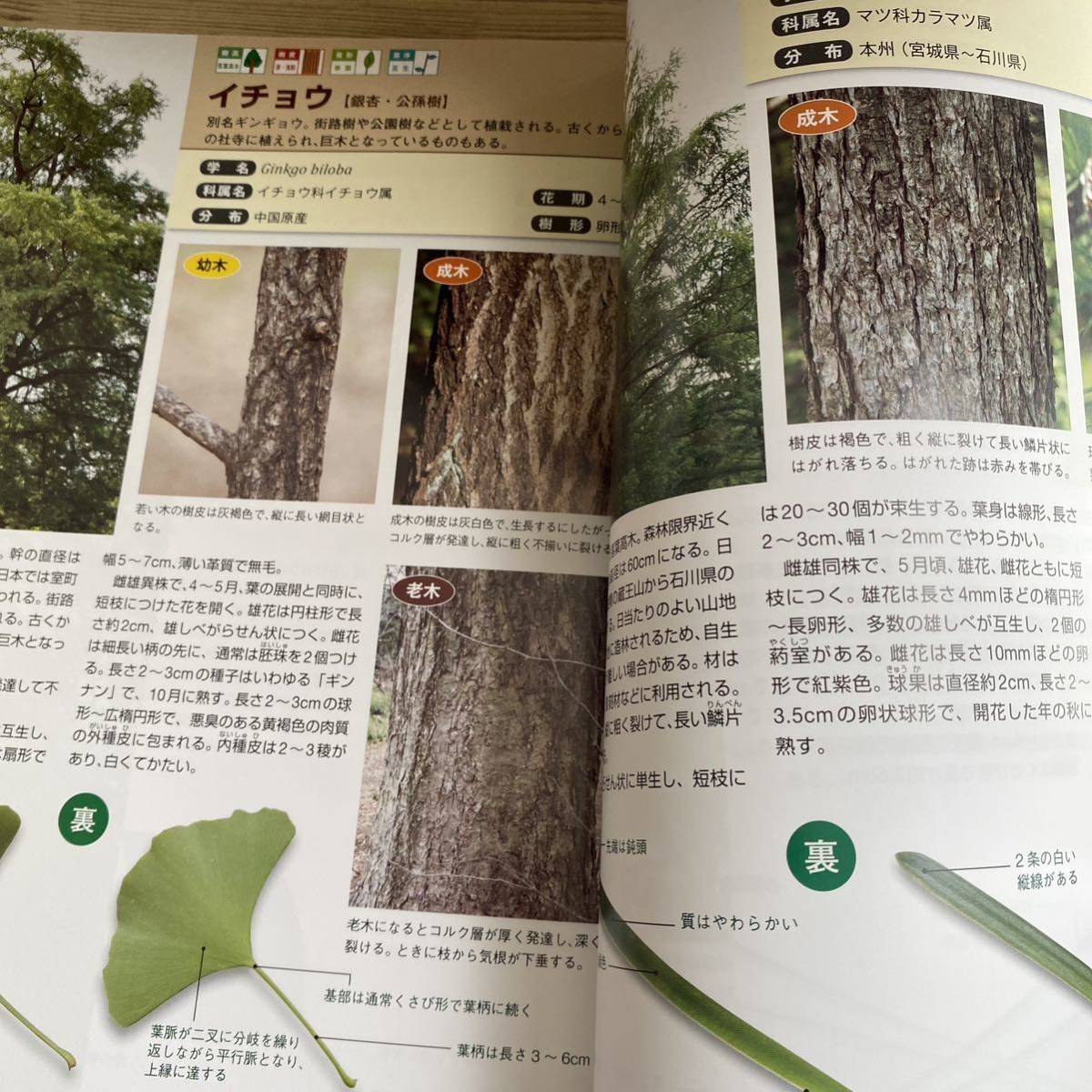 樹皮・葉でわかる樹木図鑑 野山や身近に見られる255種 菱山忠 樹皮・葉でわかる樹木図鑑 野山や身近に見られる255種 菱山忠