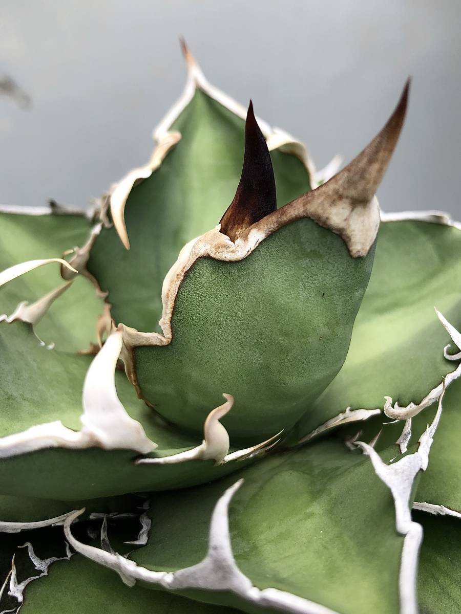 アガベ オテロイ 2021年のウリエル実生 Agave oteroi 検