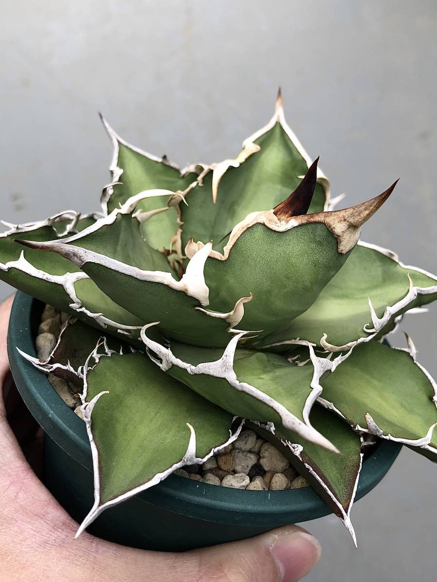 アガベ オテロイ 2021年のウリエル実生 Agave oteroi 検