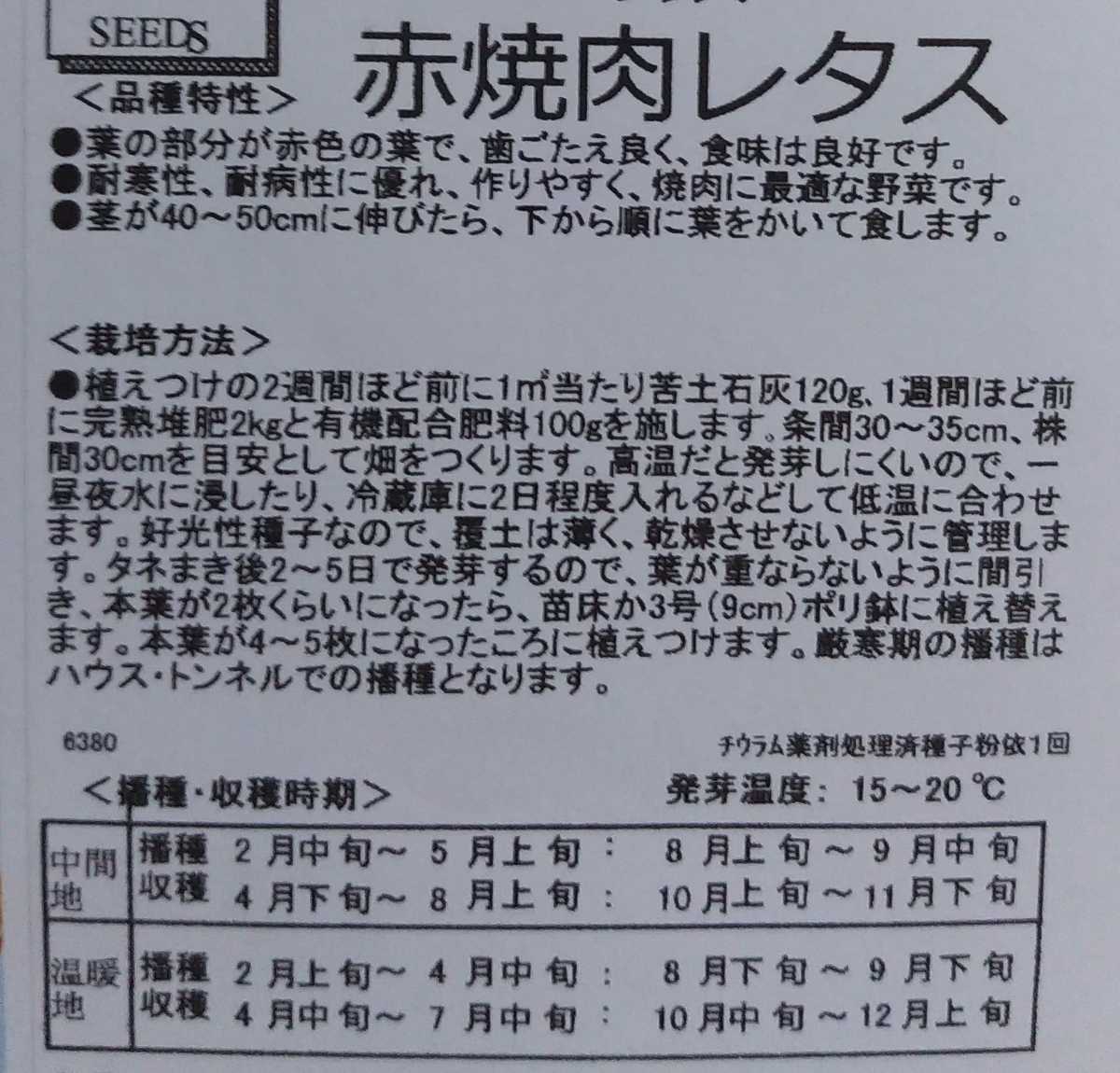 赤焼肉レタスの種子 60粒【2024.4】チマサンチュ リーフレタス♪_画像2