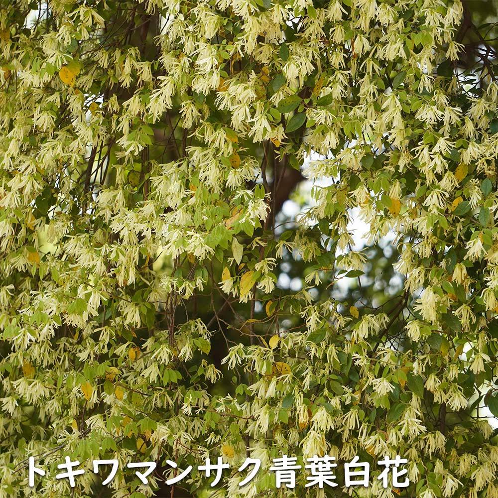 トキワマンサク青葉白花 0.5m 10.5cmポット 苗_画像2