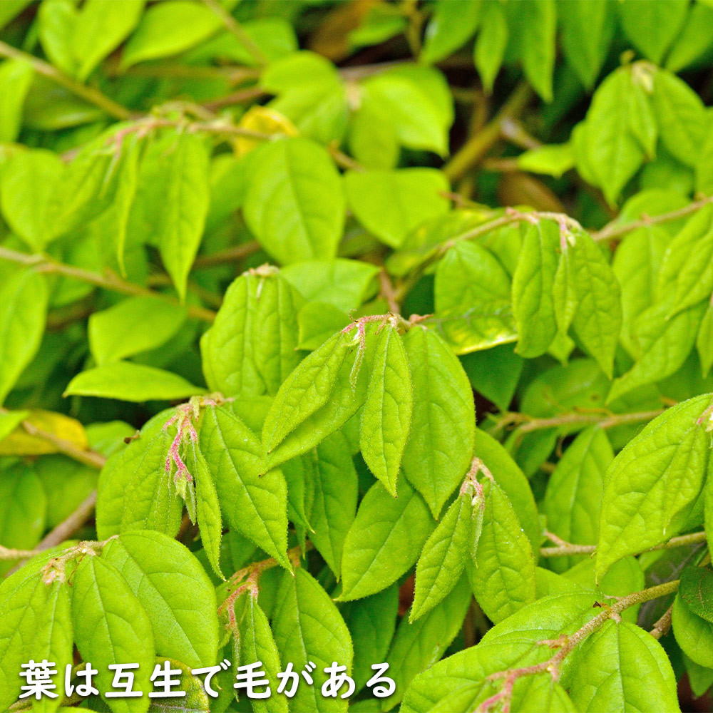 トキワマンサク青葉白花 0.5m 10.5cmポット 苗_画像4