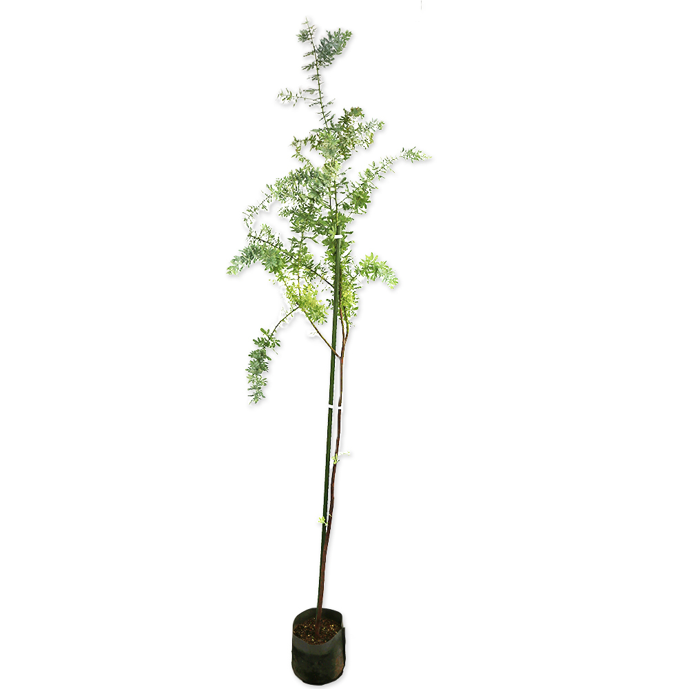 ミモザアカシア 2m 24cmポット 苗木