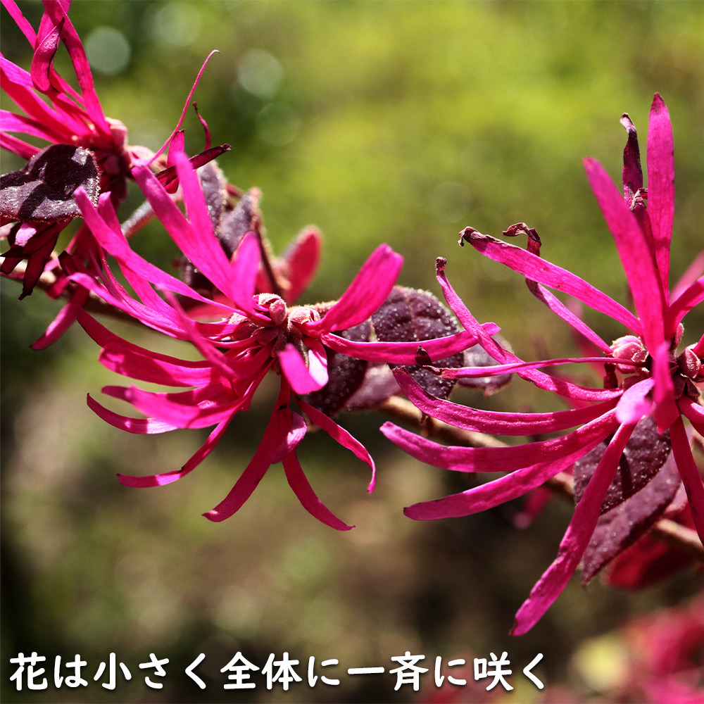 トキワマンサク赤葉赤花 0.5m 10.5cmポット 苗_画像6