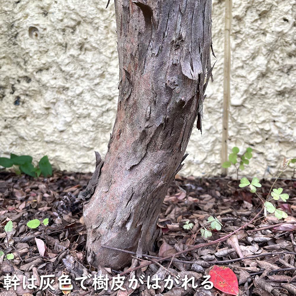 トキワマンサク赤葉赤花 0.5m 10.5cmポット 苗_画像5