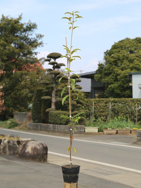 本物品質の アラカシ 単木 1.2m 15cmポット 8本 苗 植木、庭木