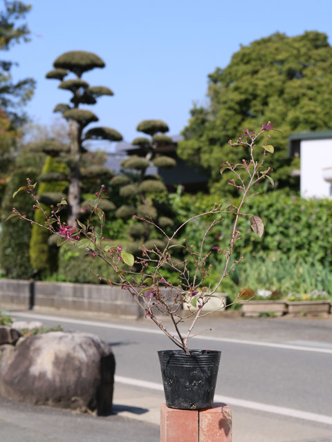 トキワマンサク赤葉赤花 0.5m 10.5cmポット 苗_画像1