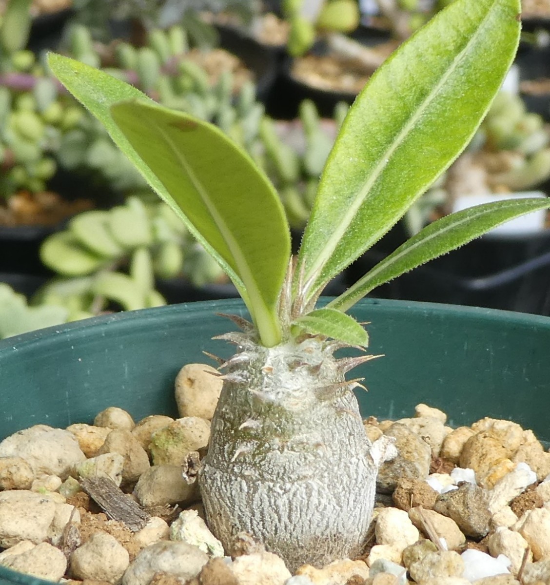 パキポディウム・エブレネウム 8cm鉢 実生株 Pachypodium eburneum 検索用 コーデックス 塊根植物 _画像1