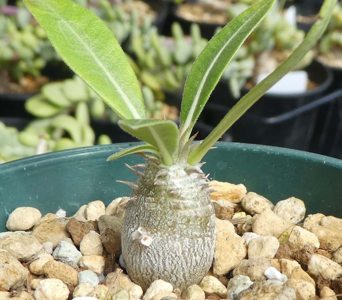 パキポディウム・エブレネウム 8cm鉢 実生株 Pachypodium eburneum 検索用 コーデックス 塊根植物 _画像2