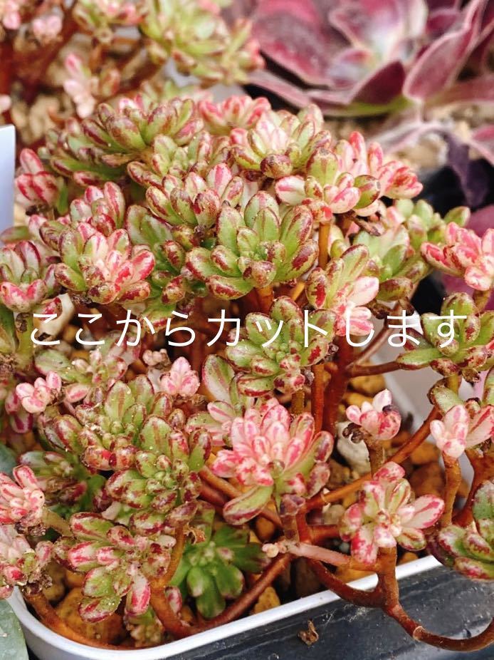 小人の祭錦　多肉植物 カット苗　 1カット　韓国苗　錦　アエオ　アエオニウム　レア　Seewee_Succulents_画像1