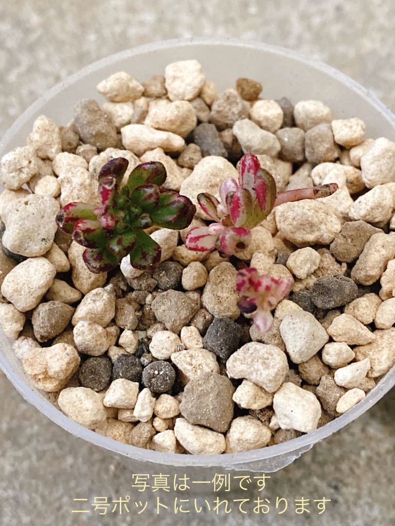 小人の祭錦　多肉植物 カット苗　 1カット　韓国苗　錦　アエオ　アエオニウム　レア　Seewee_Succulents_画像2