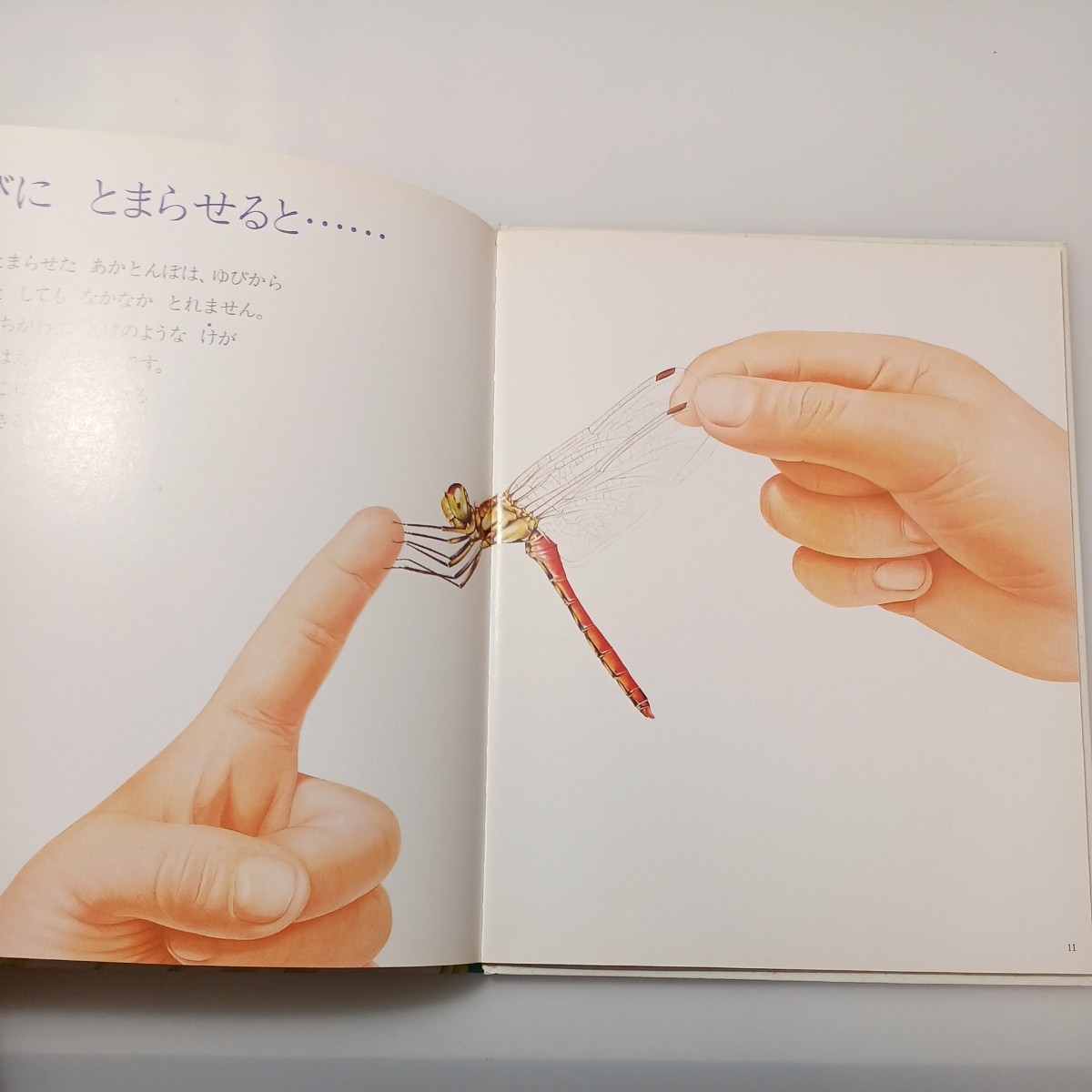 zaa-518 キンダーブック3 しぜん【あかとんぼ】石川一(指導 zaa-518 キンダーブック3 しぜん【あかとんぼ】石川一(指導