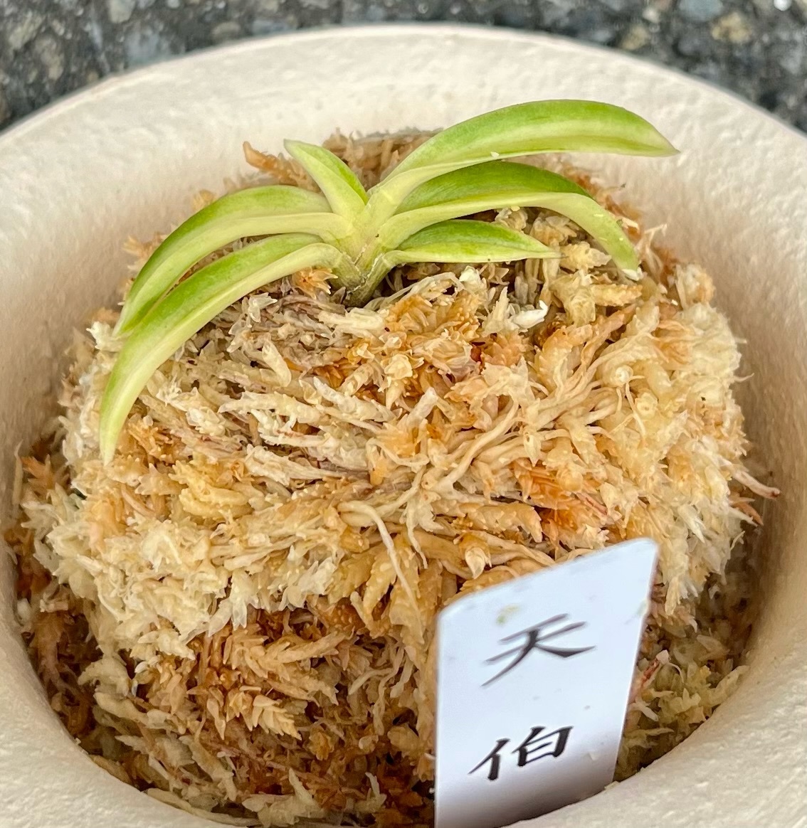 富貴蘭 白牡丹芸ルビー根品種【天伯】伝統園芸 東洋蘭斑入り山野草