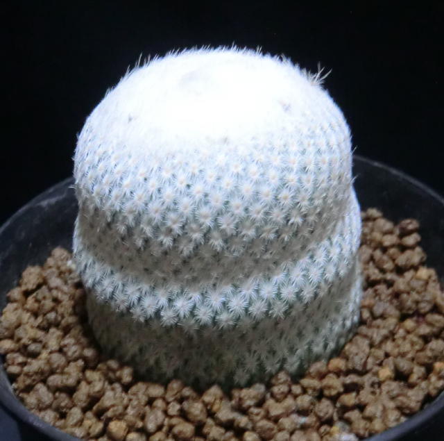 サボテン　エピテランサ属　小人の帽子（スノー・ホワイト）　カキ仔カットの頭部自根　Ｗ：Φ5.0　Ｈ：5　　鉢径：Φ10_画像3