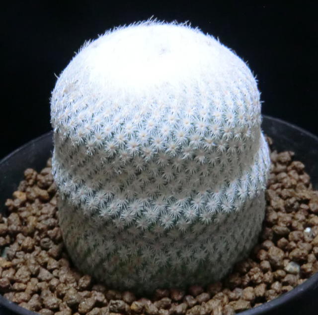 サボテン　エピテランサ属　小人の帽子（スノー・ホワイト）　カキ仔カットの頭部自根　Ｗ：Φ5.0　Ｈ：5　　鉢径：Φ10_画像5