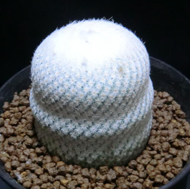 サボテン　エピテランサ属　小人の帽子（スノー・ホワイト）　カキ仔カットの頭部自根　Ｗ：Φ5.0　Ｈ：5　　鉢径：Φ10_画像2