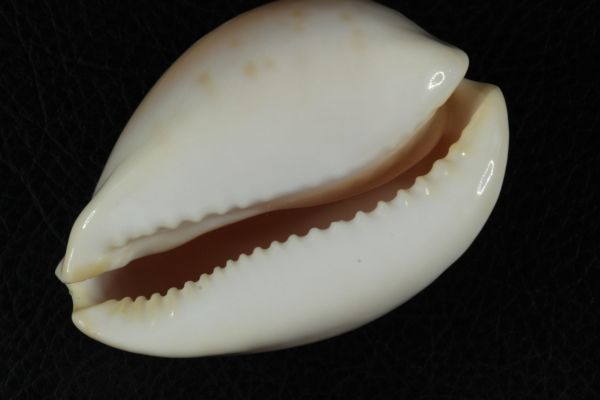 ピンクメンコイダカラ 無紋 タカラガイ 宝貝 貝標本 貝殻(科学、自然