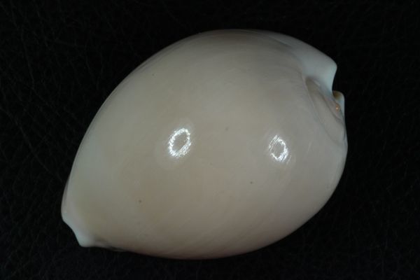 ピンクメンコイダカラ 無紋 タカラガイ 宝貝 貝標本 貝殻(科学、自然