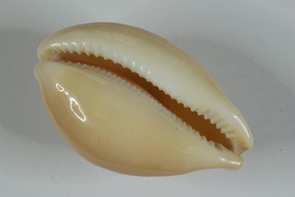 ニッポンダカラ タカラガイ 宝貝 貝標本 貝殻(科学、自然)|売買された